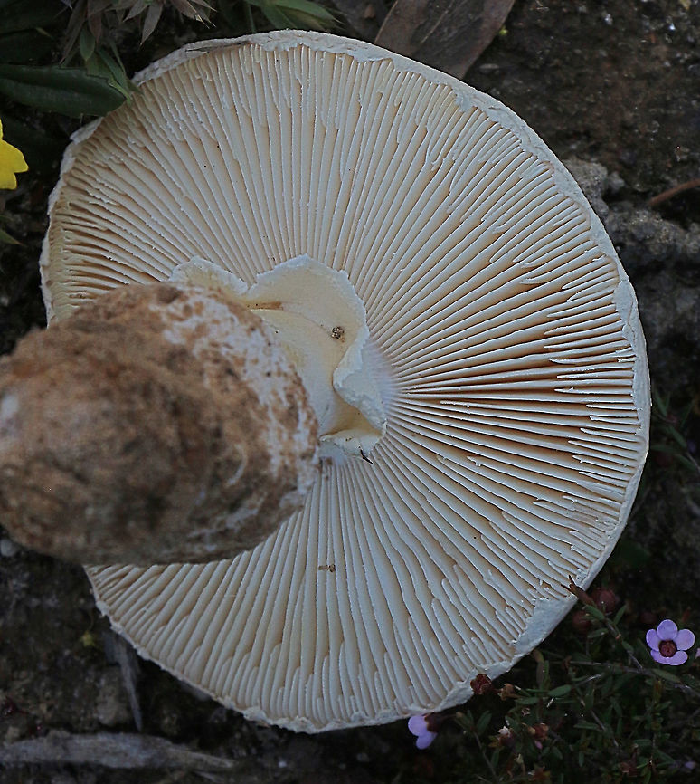 Amanita unidentified- gill formation  Australia,Eamw fungi,Geotagged,Spring