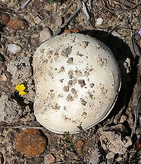 Unidentified Amanita  but possibly Amanita citrina Cap with feil fragments but a bit of soil aswell  Australia,Eamw fungi,Geotagged,Spring
