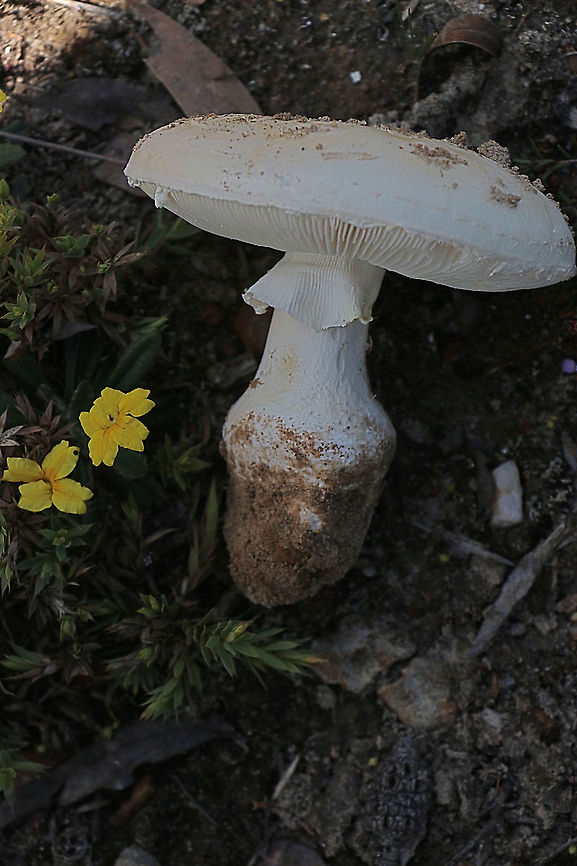 Unidentified, but possibly Amanita citrina Approximately cap size of80 mm, stem including bulb 70 to 80 mm. A shirt like ring  , large bulb withshort rooting base. I have found no Australian occurrence of this species, but the closest I got is A.citrina Australia,Eamw fungi,Geotagged,Spring
