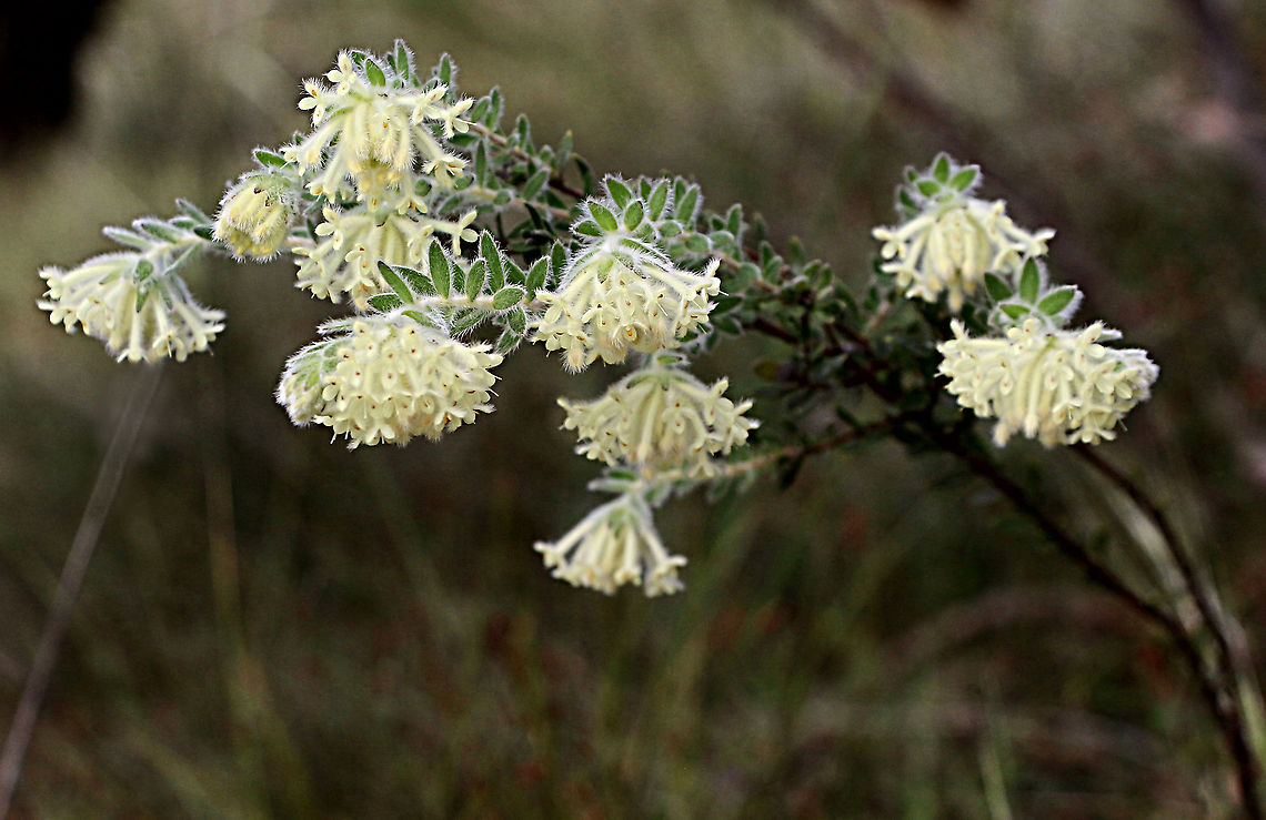 Woolly rice flower - Pimelea octophylla Full branch with flowers- Australia,Eamw flora,Geotagged,Pimelea octophylla,Spring