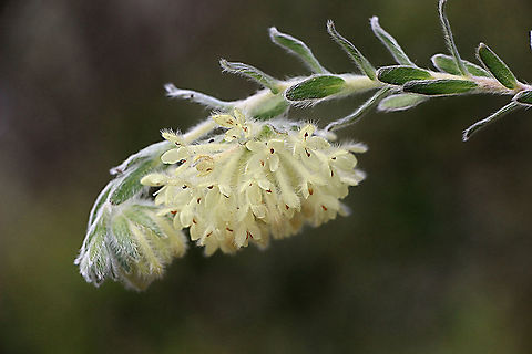 Woolly rice flower - Pimelea octophylla Single flower head. Australia,Eamw flora,Geotagged,Pimelea octophylla,Spring