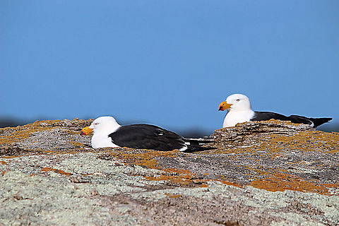 Pacific gulls - Larus pacificus A pair of pacific gulls resting on a Granit bolder. Australia,Eamw birds,Geotagged,Larus pacificus,Pacific Gull,Winter