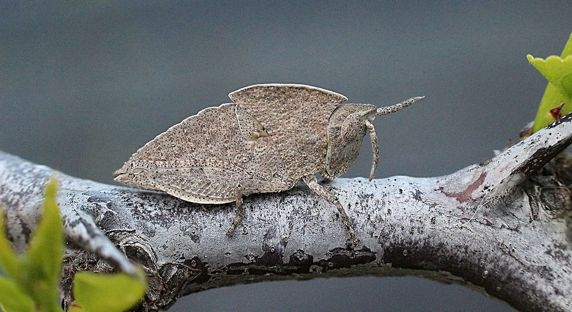 Gumleaf Grasshopper - Goniaea australasiae Nymphal stage of the species ( 4th or 5th instar )<br />
Very well camouflaged. Australia,Eamw grasshoppers,Geotagged,Goniaea australasiae,Spring