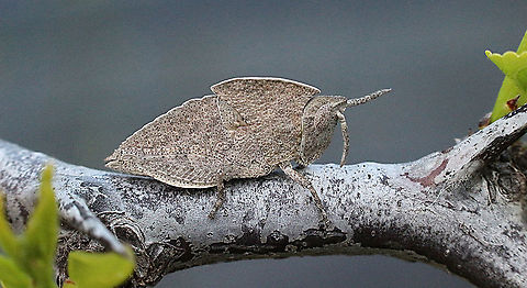 Gumleaf Grasshopper - Goniaea australasiae Nymphal stage of the species ( 4th or 5th instar )
Very well camouflaged. Australia,Eamw grasshoppers,Geotagged,Goniaea australasiae,Spring