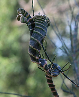 Deformity or gall on a young casuarina tree. The growth was at the very top of the tree. Australia,Eamw flora,Fall,Geotagged