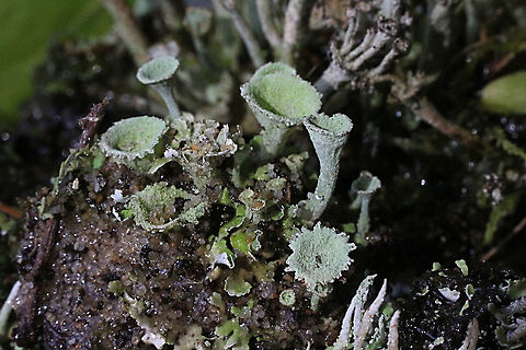 Genus -Cladonia  Australia,Eamw lichen,Geotagged,Winter