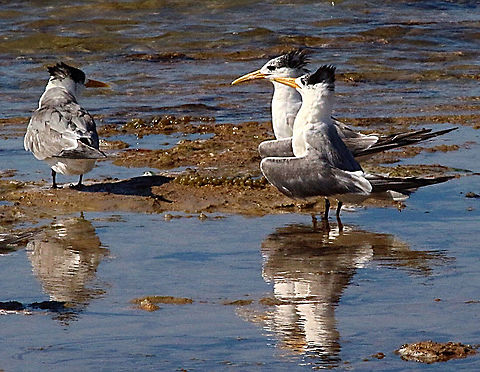 Greater crested tern - Thalasseus bergii Territorial dispute between a pair and a intruder. Australia,Eamw birds,Geotagged,Greater crested tern,Thalasseus bergii