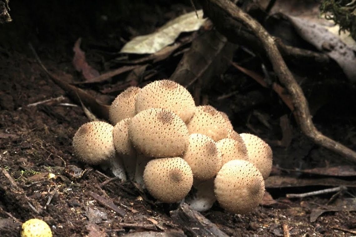 Pear- shaped puffball - Apioperdon pyriforme  Apioperdon pyriforme,Australia,Eamw fungi,Geotagged,Pear-shaped puffball