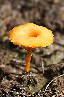 Yellow navel - Lichenomphalia chromacea  Australia,Eamw fungi,Geotagged,Lichenomphalia chromacea,Winter,Yellow Navel