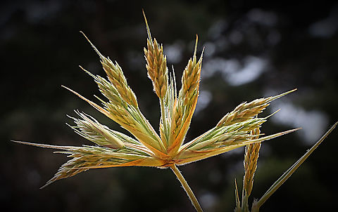 Beach Spinifex - Spinifex sericeus Growing in sand dunes and is considered a useful native grass as it helps to stabilise sand dunes Australia,Eamw flora,Geotagged,Spinifex sericeus,Spring