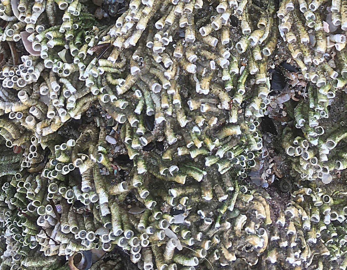 Galeolaria caespitosa Worm tubes exposed during low tide. Australia,Eamw marine invertebrates,Ficopomatus enigmaticus,Galeolaria caespitosa,Geotagged,Spring