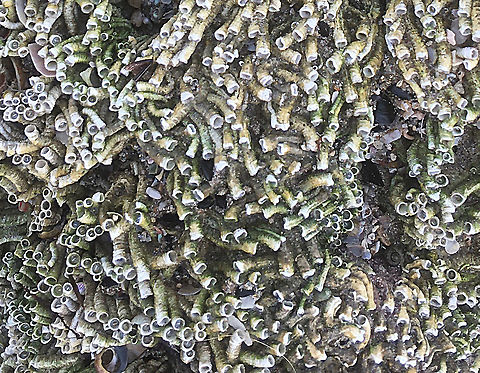 Galeolaria caespitosa Worm tubes exposed during low tide. Australia,Eamw marine invertebrates,Ficopomatus enigmaticus,Galeolaria caespitosa,Geotagged,Spring