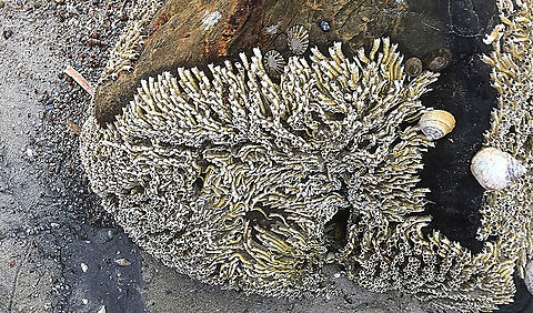 Galeolaria caespitosa Exposed during low tide Australia,Ficopomatus enigmaticus,Galeolaria caespitosa,Geotagged,Spring,eamw marine invertebrates