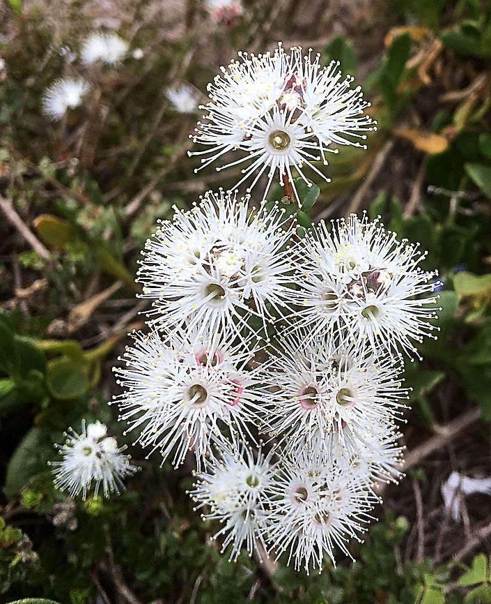 Muntrries - Kunzea pomifera  Australia,Eamw flora,Geotagged,Kunzea pomifera,Muntries,Spring