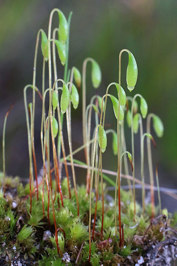 Unidentified moss species as yet. I can only find Rosulabryum billarderi which looks promising  Australia,Eamw flora,Geotagged,Rosulabryum billarderi,Winter