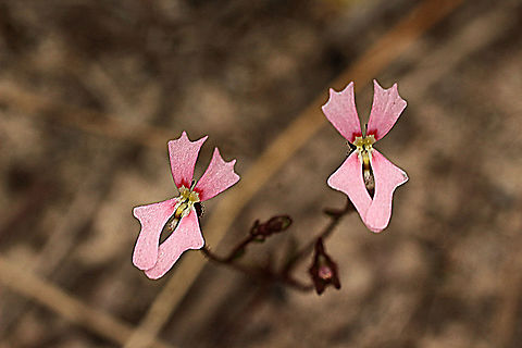 Book trigger plant - Stylidium calcaratum A minute trigger plant . I only found it with the help of my wife. I didn&rsquo;t realise how small it was . The flower is approximately 6 t0 10 mm and the stem is only approximately 4-5 cm. Once my I got used to look at them ,I found hundreds of them. Thanks to my better half. Australia,Eamw flora,Geotagged,Spring,Stylidium calcaratum,Stylidium calcuratum