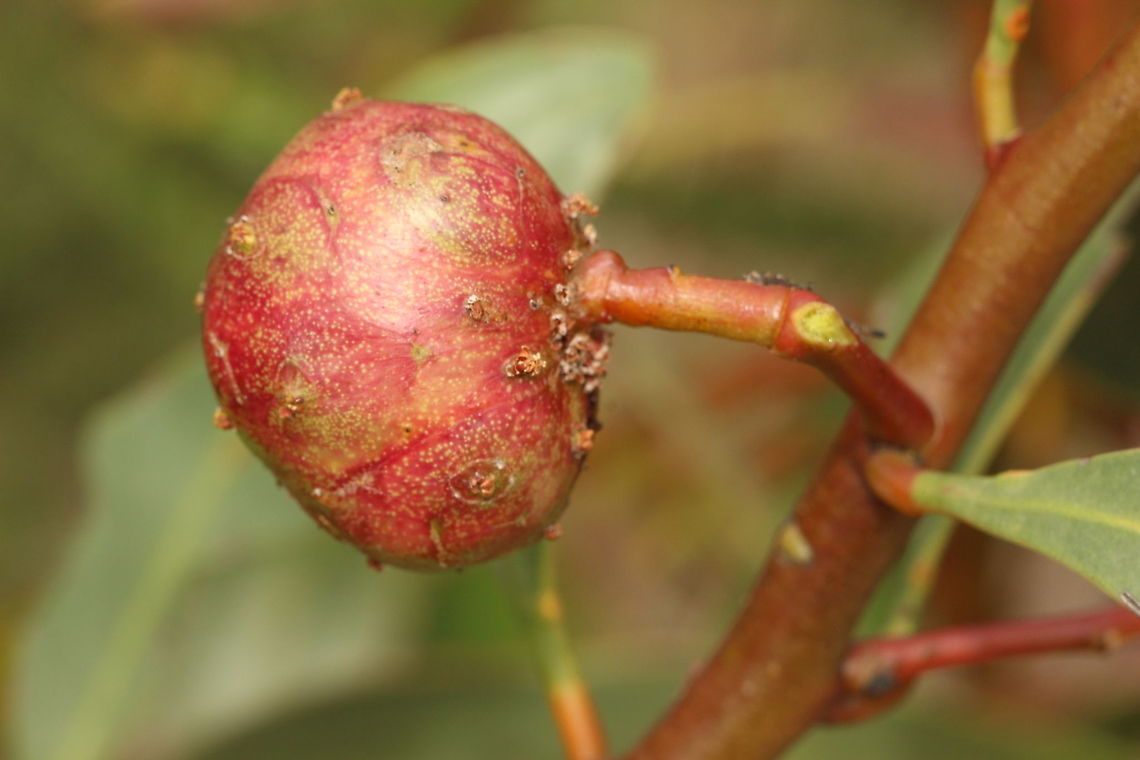 GAL growth on acacia species  Australia,Eamw wasps,Geotagged,Spring