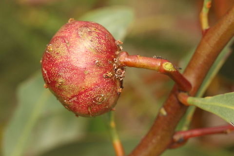 GAL growth on acacia species  Australia,Eamw wasps,Geotagged,Spring