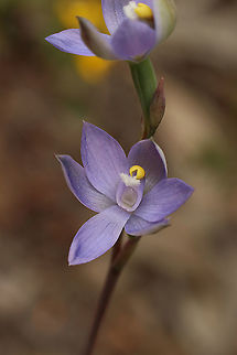 Plump sun orchid - Thelymitra batesii  Australia,Eamw flora,Eamw orchids,Eamw orchids Thelymitra,Geotagged,Orchids October,Plump sun orchid,Thelymitra batesii