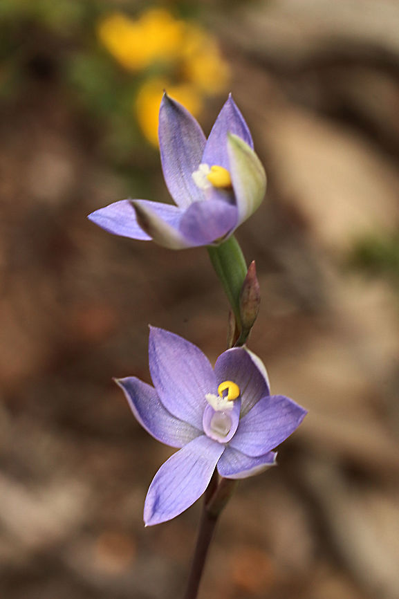 Plump sun orchid - Thelymitra batesii  Australia,Eamw flora,Eamw orchids,Eamw orchids Thelymitra,Geotagged,Orchids October,Plump sun orchid,Spring,Thelymitra batesii