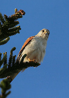 Nankeen kestrel - Falco cenchroides  Australia,Eamw birds,Falco cenchroides,Geotagged,Nankeen kestrel,Spring