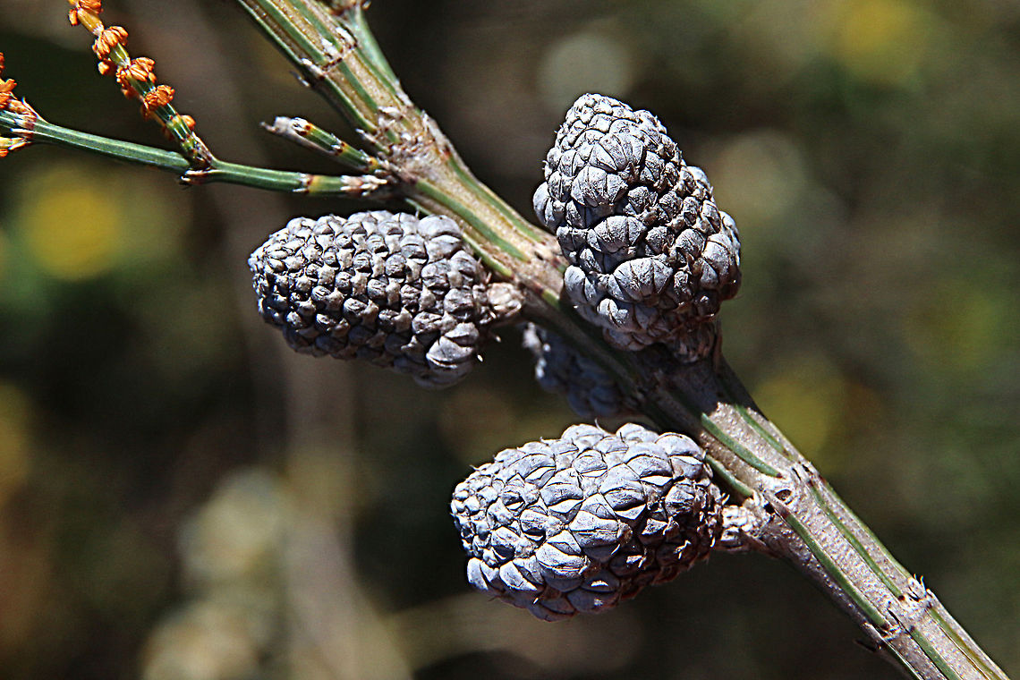 Slaty sheoak - Allocasuarina muelleriana New seed cones. Allocasuarina muelleriana,Australia,Eamw flora,Geotagged,Spring