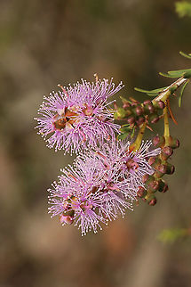 Totem -poles - Melaleuca decussata  Australia,Eamw flora,Geotagged,Melaleuca decussata,Spring,Totem poles