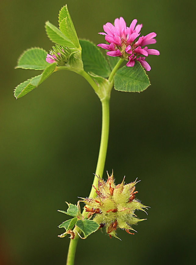 Strawberry clover - Trifolium fragiferum A introduced species of clover. The flowers are no larger then a green pea. Eamw flora,Trifolium fragiferum