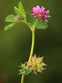 Strawberry clover - Trifolium fragiferum A introduced species of clover. The flowers are no larger then a green pea. Eamw flora,Trifolium fragiferum
