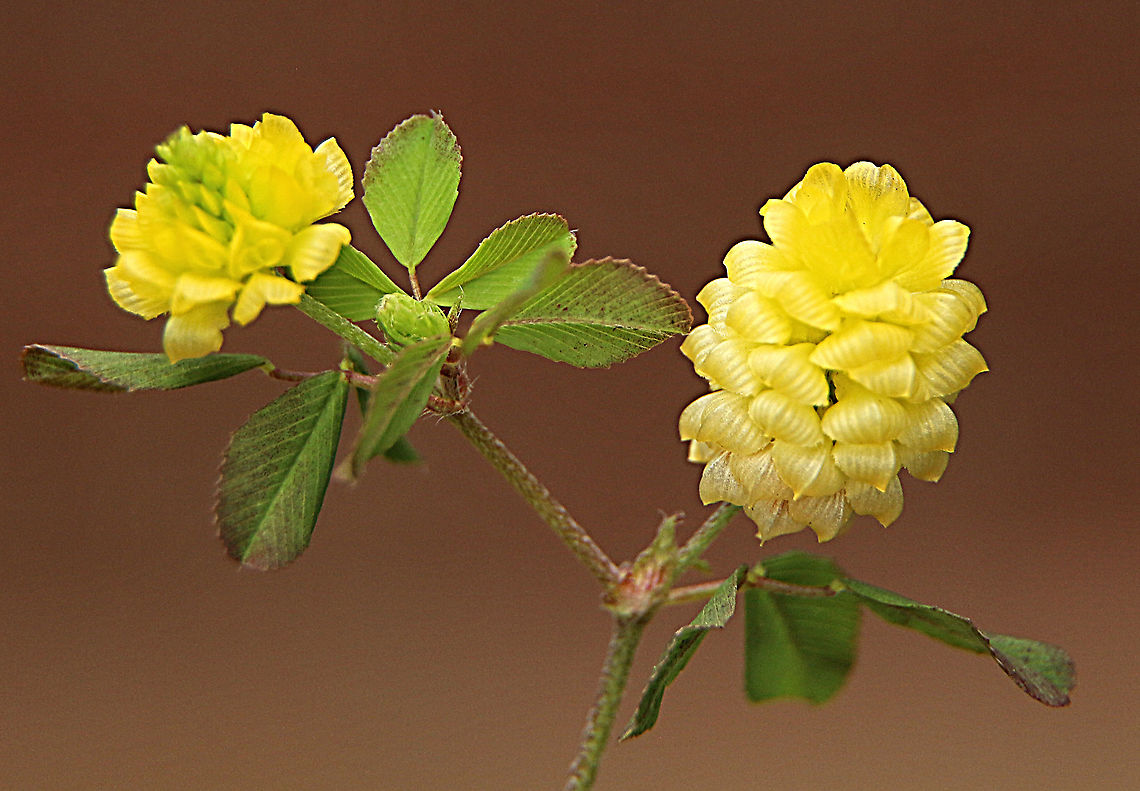 Hop Trefoil - Trifolium campestre Introduced species of clover. Found growing along roadside  Australia,Eamw flora,Geotagged,Hop Trefoil,Spring,Trifolium campestre