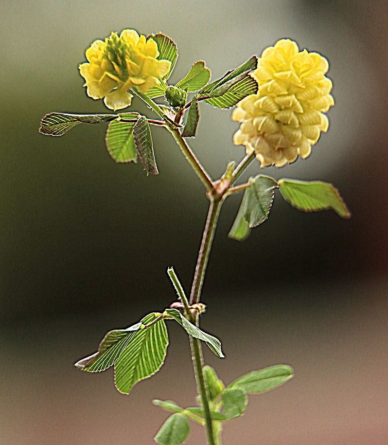 Hop Trefoil - Trifolium campestre  Australia,Eamw flora,Geotagged,Hop Trefoil,Spring,Trifolium aureum,Trifolium aureus,Trifolium campestre