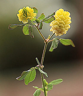 Hop Trefoil - Trifolium campestre  Australia,Eamw flora,Geotagged,Hop Trefoil,Spring,Trifolium aureum,Trifolium aureus,Trifolium campestre