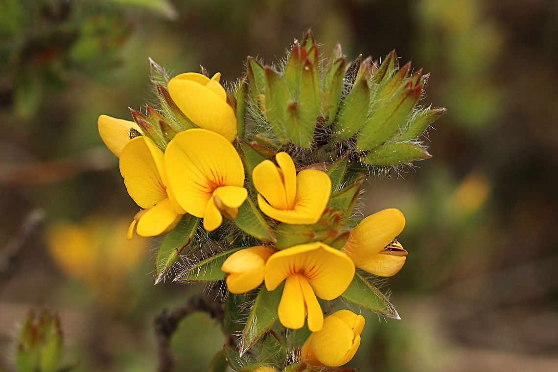 Matted bush-pea - Poltenaea pedunculata  Australia,Eamw flora,Eamw native pea,Geotagged,Matted bush-pea,Pultenaea pedunculata,Spring