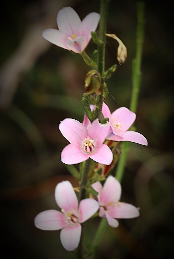 Blue Boronia - Boronia coerulescens The name  blue boronia is somewhat misleading- Australia,Blue boronia,Boronia coerulescens,Eamw flora,Geotagged,Spring