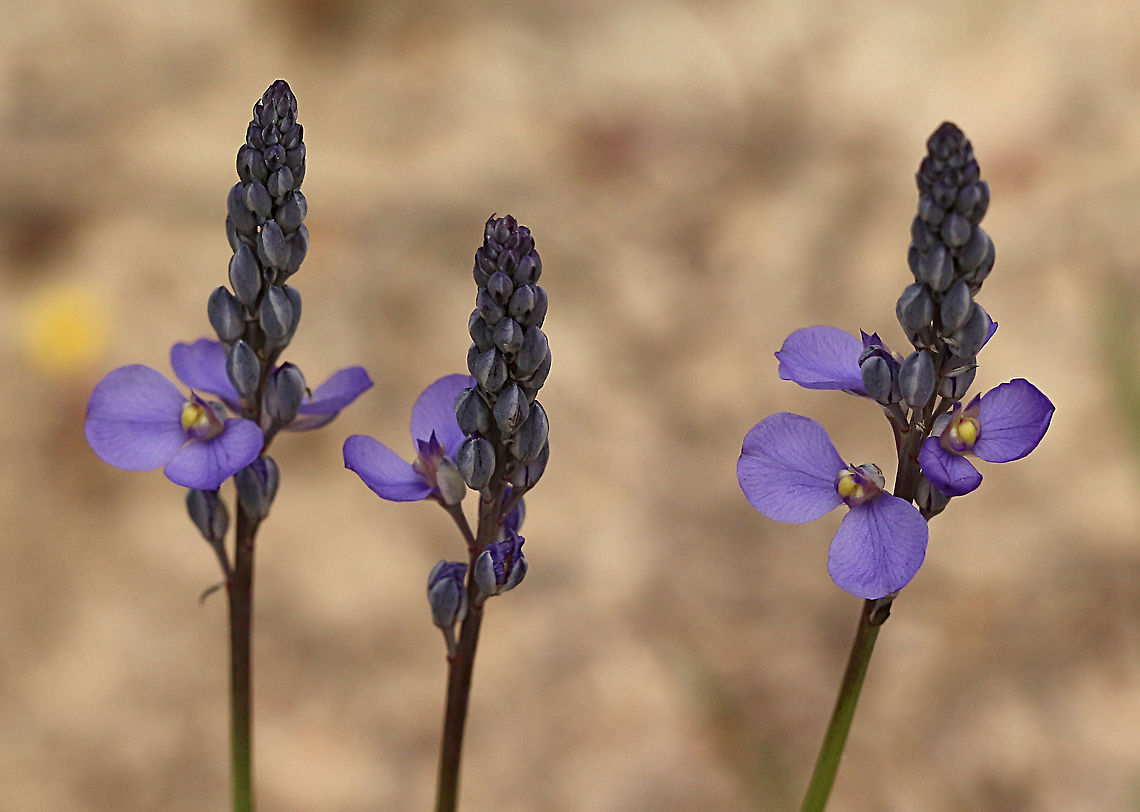 Blue spike milkworts - Comesperma calymega  Australia,Blue-spike Milkwort,Comesperma calymega,Eamw flora,Geotagged,Spring