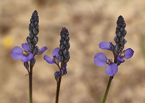 Blue spike milkworts - Comesperma calymega  Australia,Blue-spike Milkwort,Comesperma calymega,Eamw flora,Geotagged,Spring
