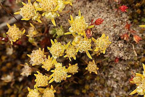 Small wrinkle worth - Siloxerus multiflorus Confused it at first as a flowering moss species. It’s not , it just growth through the moss below it.
Got some expert help with this one. Australia,Eamw flora,Geotagged,Siloxerus multiflorus,Small Wrinklewort,Spring