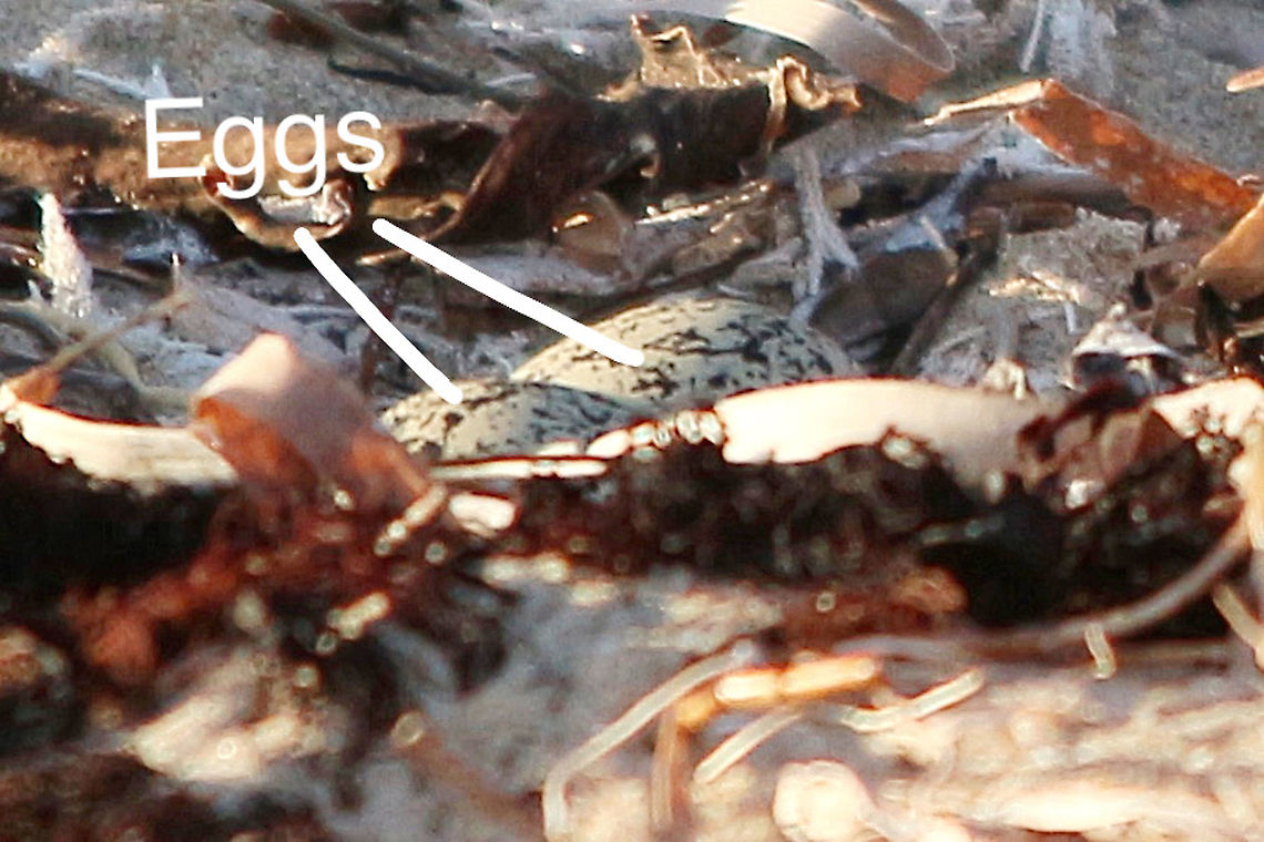 Eggs from Hooded dotterel - Thinornis cucullatus Two eggs in a shallow sand depression (nest) being incubated by two male hooded dotterel . There was no female around at all, Australia,Geotagged,Spring