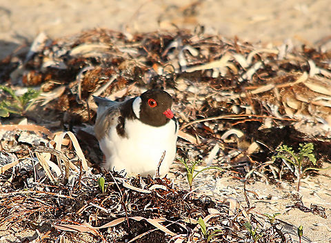 Hooded dotterel - Thinornis cucullatus Male hooded dotterel incubating eggs.
https://www.jungledragon.com/image/103560/eggs_from_hooded_dotterel_-_thinornis_cucullatus.html Australia,Birds Encounter Bay,Eamw birds,Geotagged,Hooded dotterel,Spring,Thinornis cucullatus