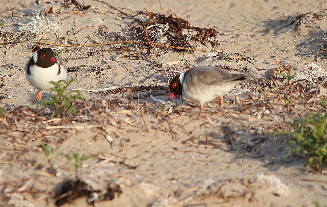 Hooded dotterel - Thinornis cucullatus Changeover of the two male hooded dotterel doing the incubating . One male got up and went to the watersedge to feed whilst the other male immediately went to the nest and sat on the eggs. Australia,Geotagged,Hooded dotterel,Spring,Thinornis cucullatus