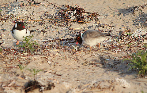 Hooded dotterel - Thinornis cucullatus Changeover of the two male hooded dotterel doing the incubating . One male got up and went to the watersedge to feed whilst the other male immediately went to the nest and sat on the eggs. Australia,Geotagged,Hooded dotterel,Spring,Thinornis cucullatus