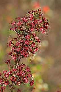 Common fringe myrtle - Calytrix tetragona Even after the flowers are finished and the stem only has the remnant awns left on it ,it still looks very beautiful. Australia,Calytrix tetragona,Eamw flora,Fringe Myrtle,Geotagged,Spring