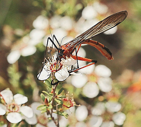 Scorpion fly - Harpobittacus australis Feeding on coastal tea tree. Australia,Eamw scorpion flies,Geotagged,Harpobittacus australis,Spring