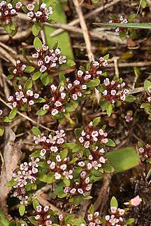 Levenhookia pusilla A beautiful plant but easily overlooked.The flowers are very tiny and the plant itselfs is about 10 Cm tall. Australia,Geotagged,Levenhookia pusilla,Spring