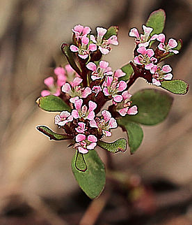 Levenhookia pusilla  Australia,Eamw flora,Geotagged,Levenhookia pusilla,Spring