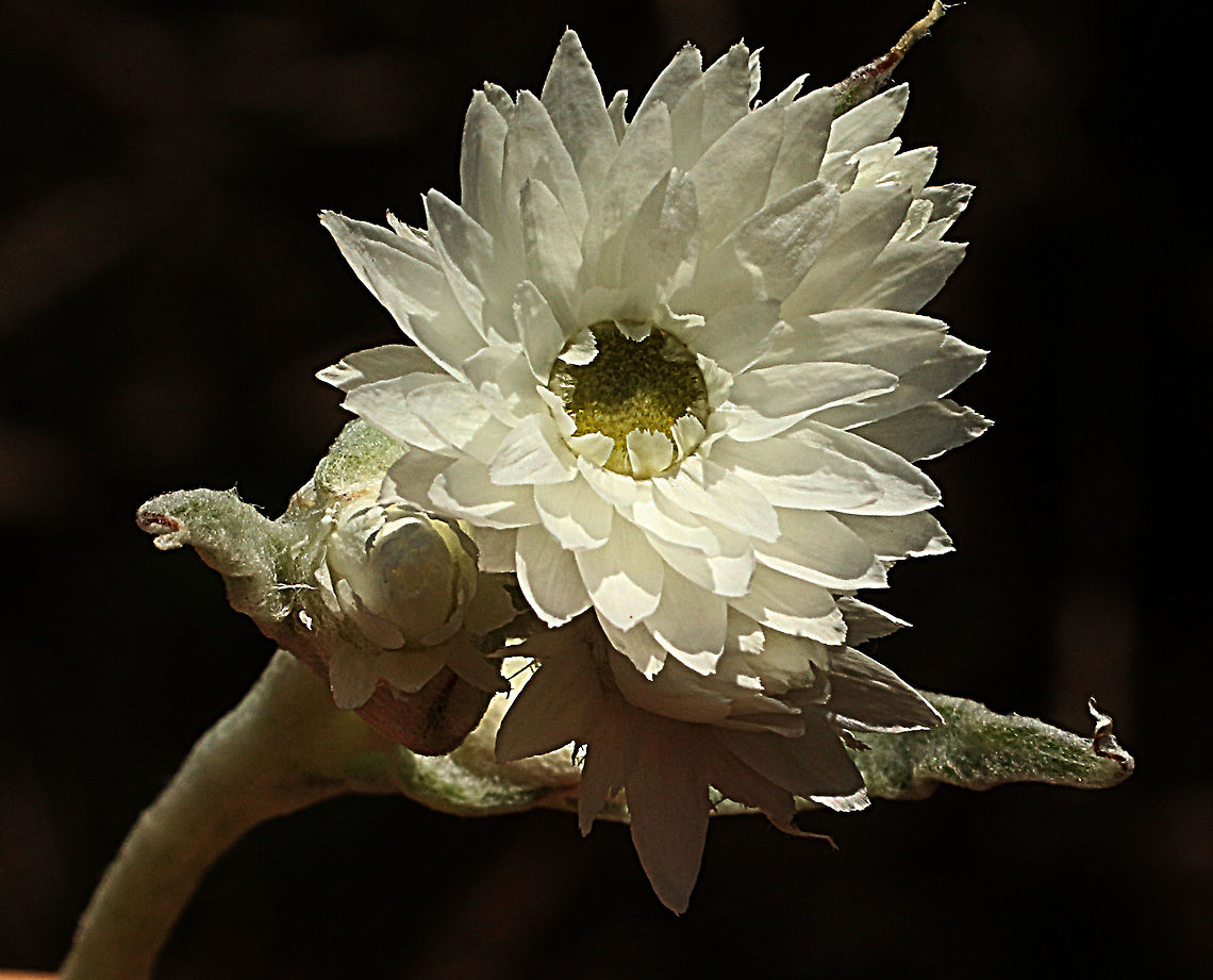 Woolly everlasting- Argentipallium blandowskianum  Argentipallium blandowskianum,Australia,Eamw flora,Geotagged,Spring,Woolly Everlasting