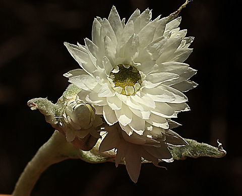 Woolly everlasting- Argentipallium blandowskianum  Argentipallium blandowskianum,Australia,Eamw flora,Geotagged,Spring,Woolly Everlasting