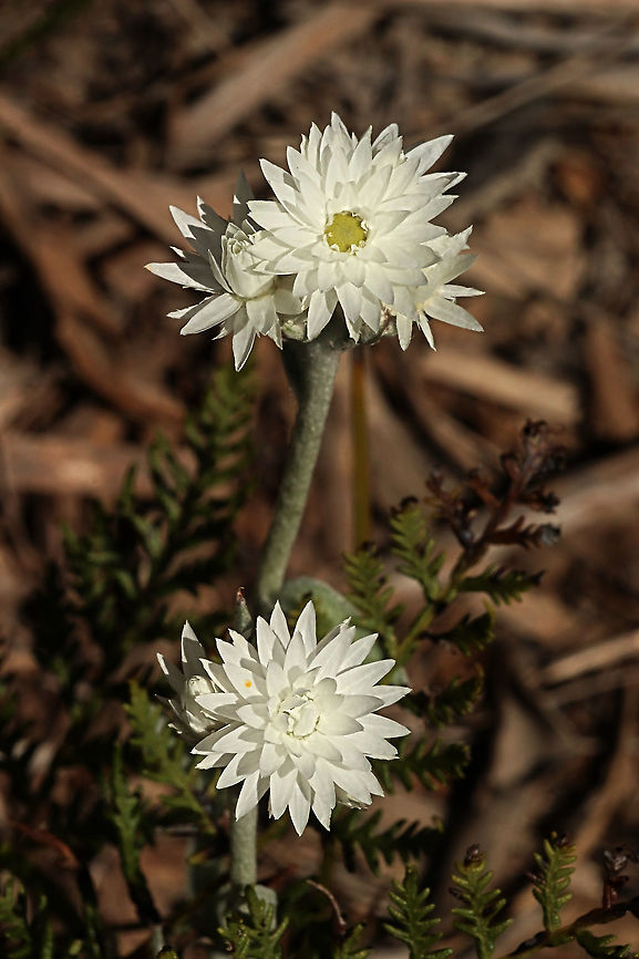 Woolly everlasting- Argentipallium blandowskianum This one had what looks like 6  blossoms but can have more on one stem. Argentipallium blandowskianum,Australia,Eamw flora,Geotagged,Spring,Woolly Everlasting