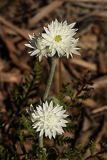Woolly everlasting- Argentipallium blandowskianum This one had what looks like 6  blossoms but can have more on one stem. Argentipallium blandowskianum,Australia,Eamw flora,Geotagged,Spring,Woolly Everlasting