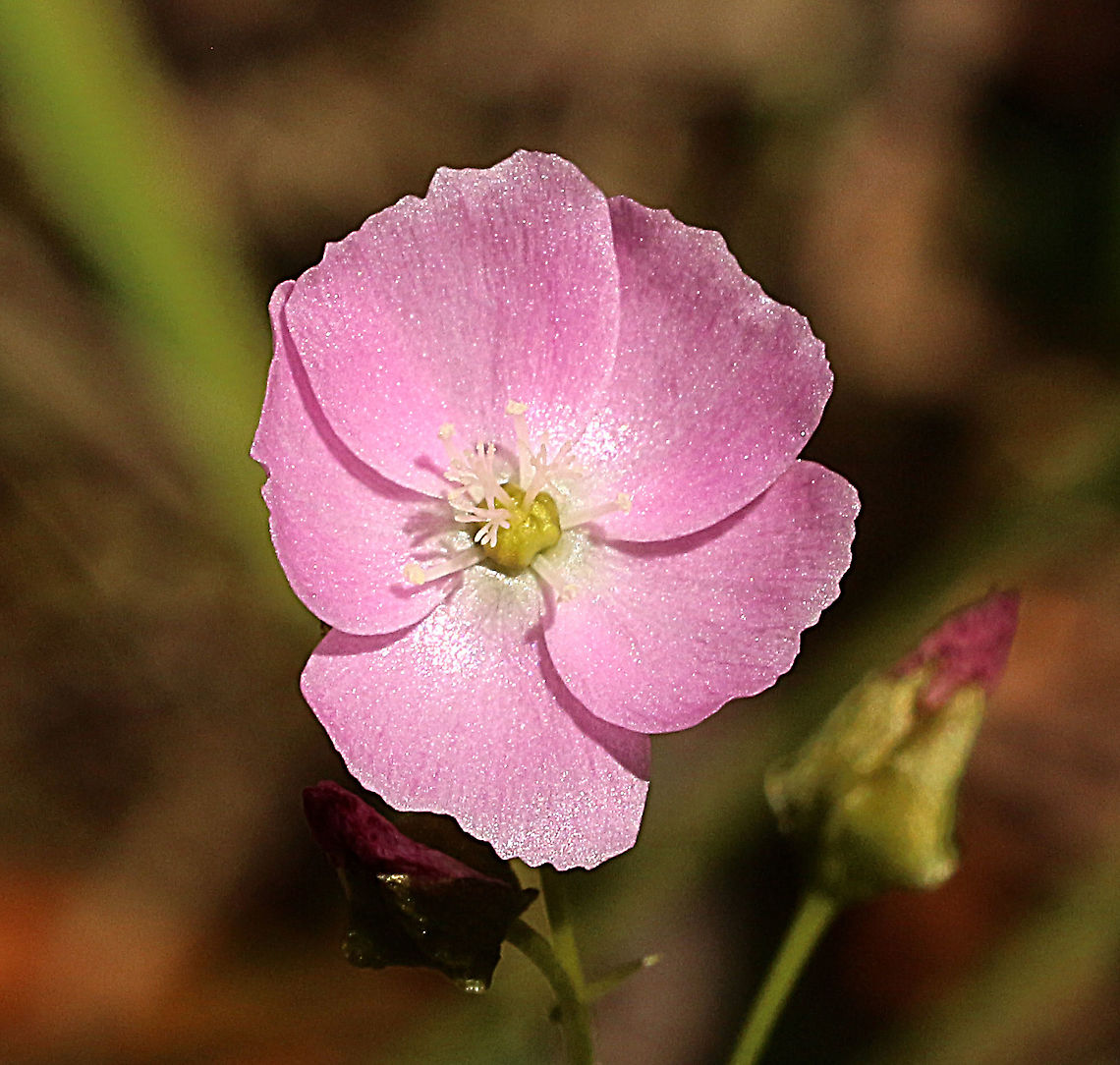 Tall sundew flower - Drosera auriculata  Australia,Drosera peltata,Eamw flora,Geotagged,Shield sundew,Spring